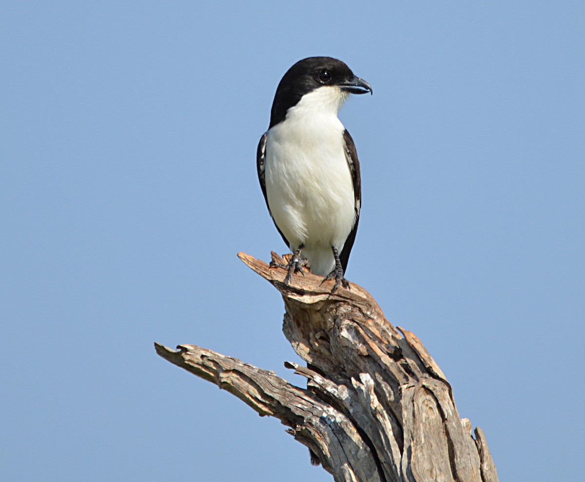 Long-tailed Fiscal - ML67543291