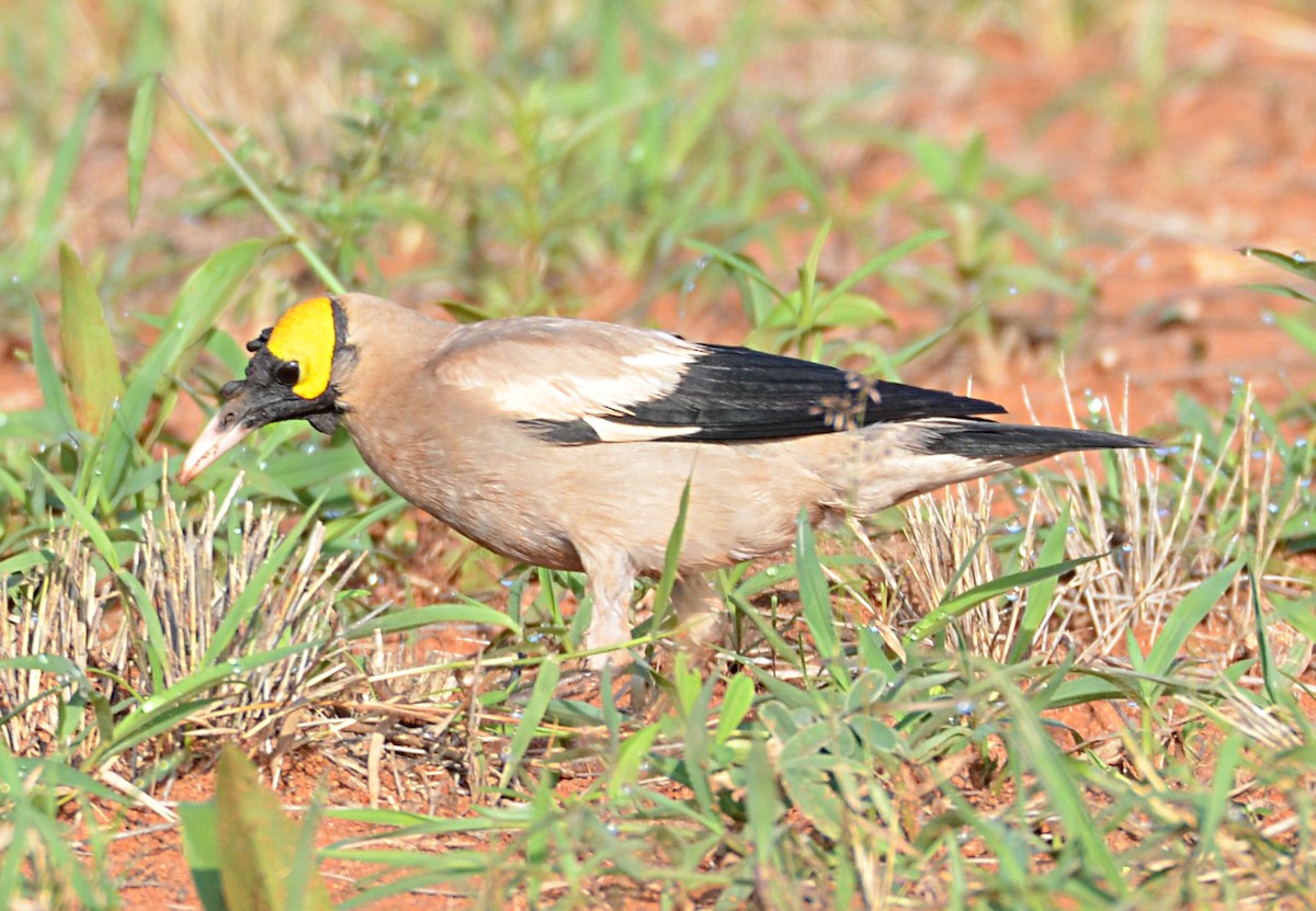 Wattled Starling - ML67543441