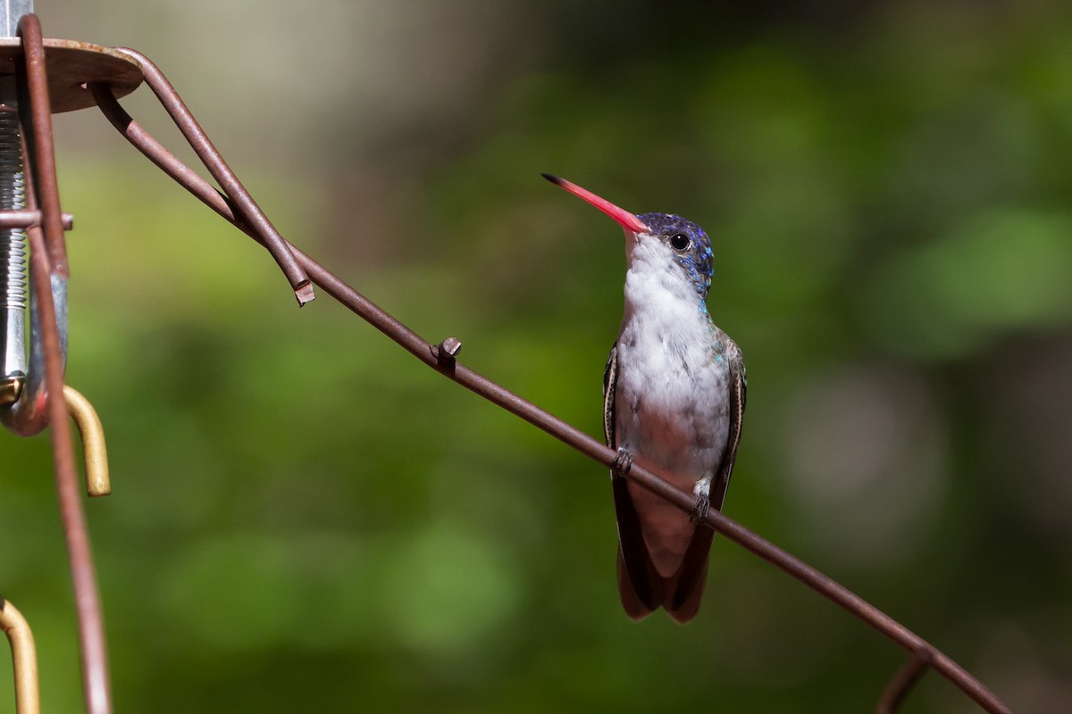 Violet-crowned Hummingbird - Aaron Yappert