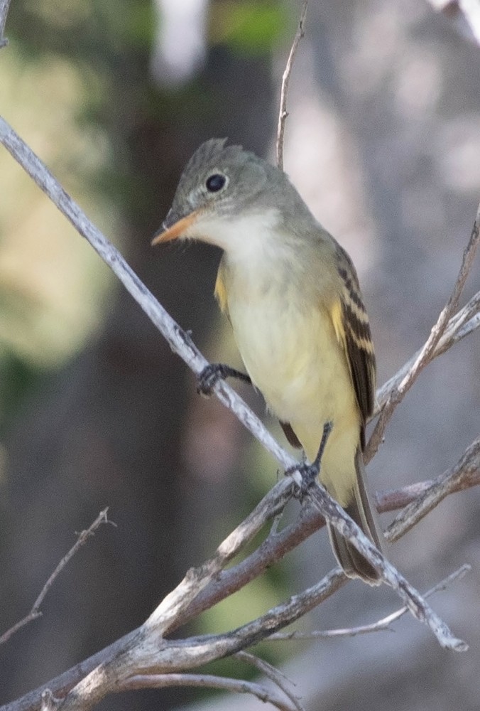 Alder Flycatcher - Tony Leukering