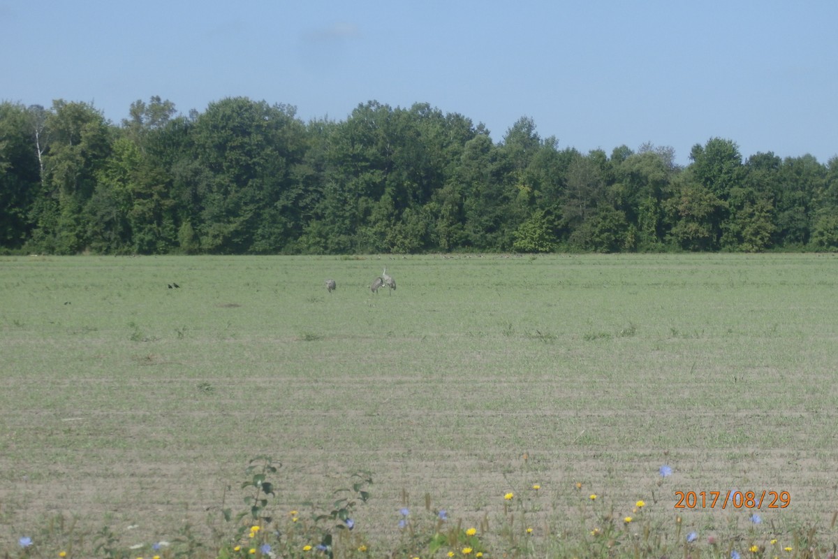 Sandhill Crane - ML67546591