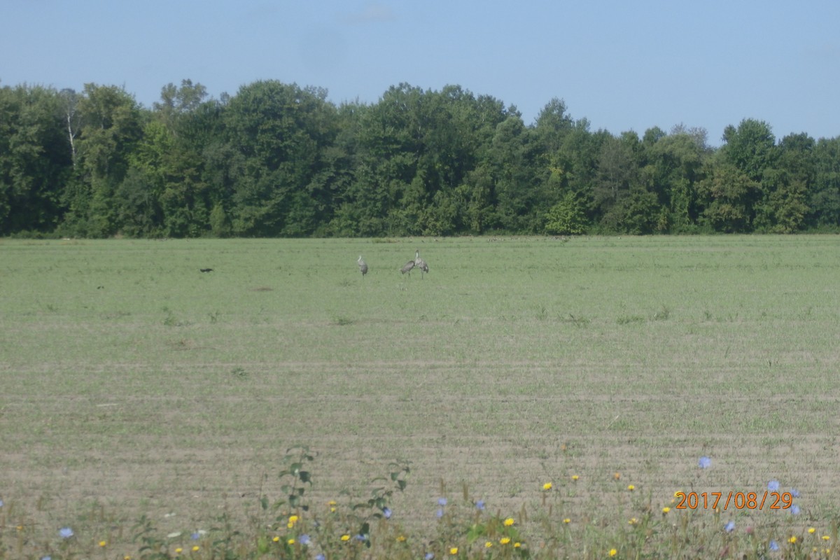 Sandhill Crane - ML67546601