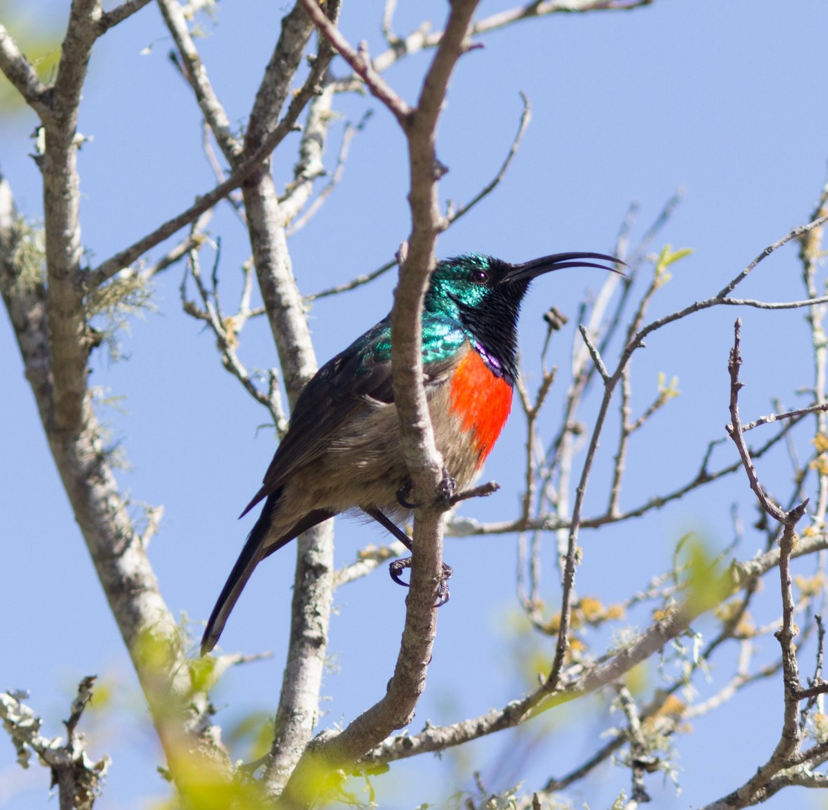 Greater Double-collared Sunbird - Richard and Margaret Alcorn