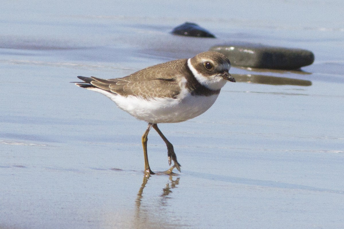 Semipalmated Plover - Richard Bunn