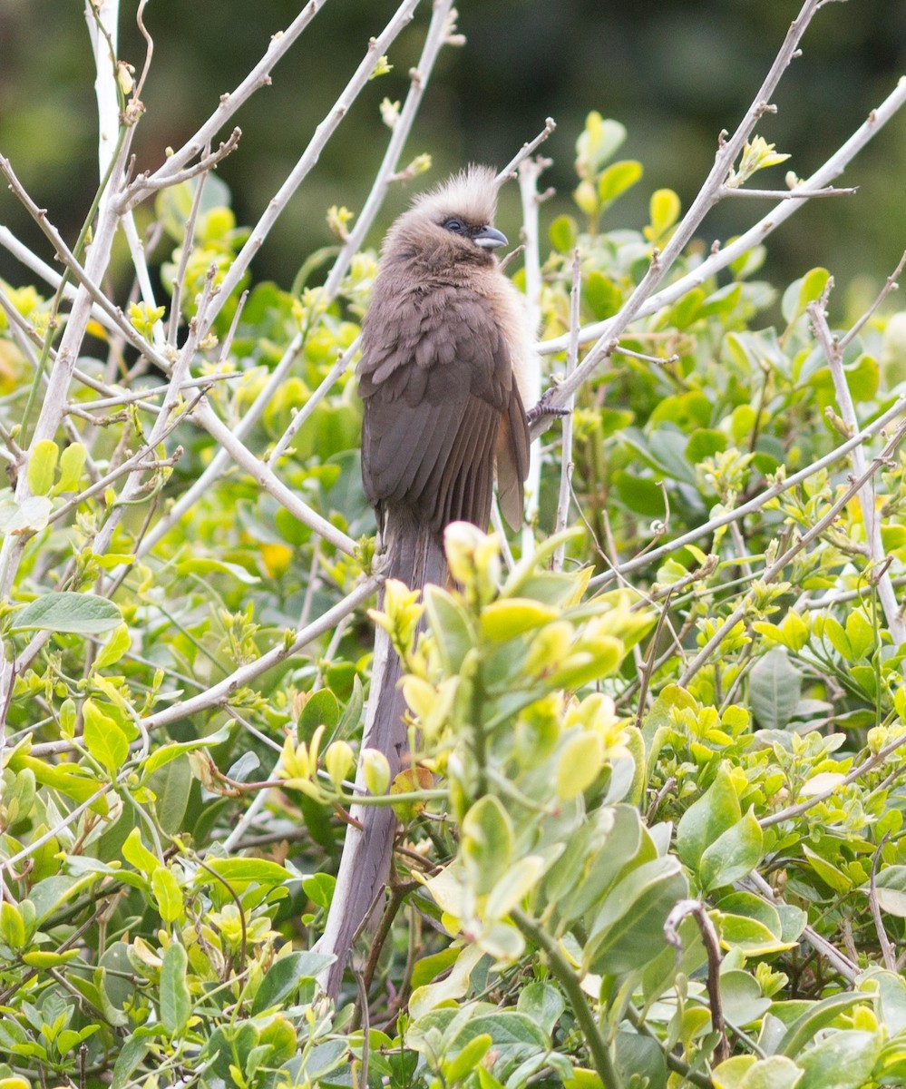 Speckled Mousebird - Richard and Margaret Alcorn