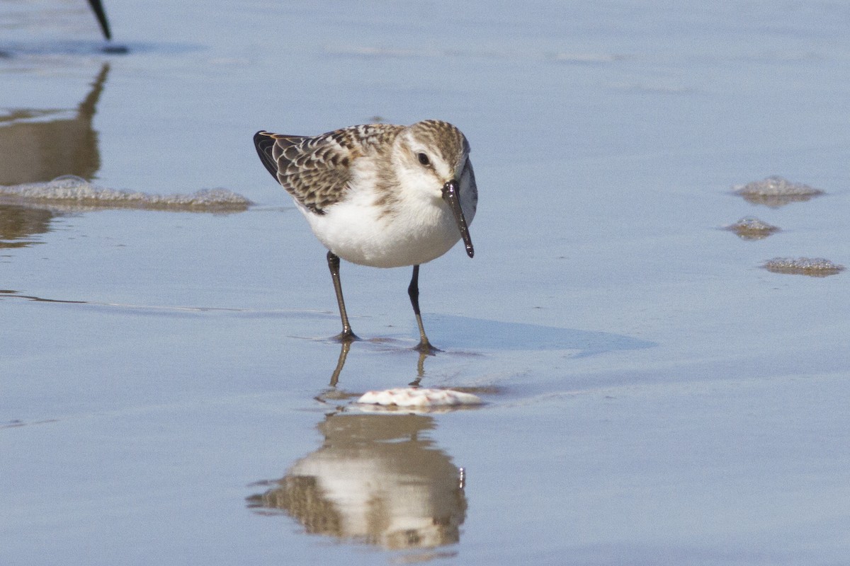 Western Sandpiper - ML67550041