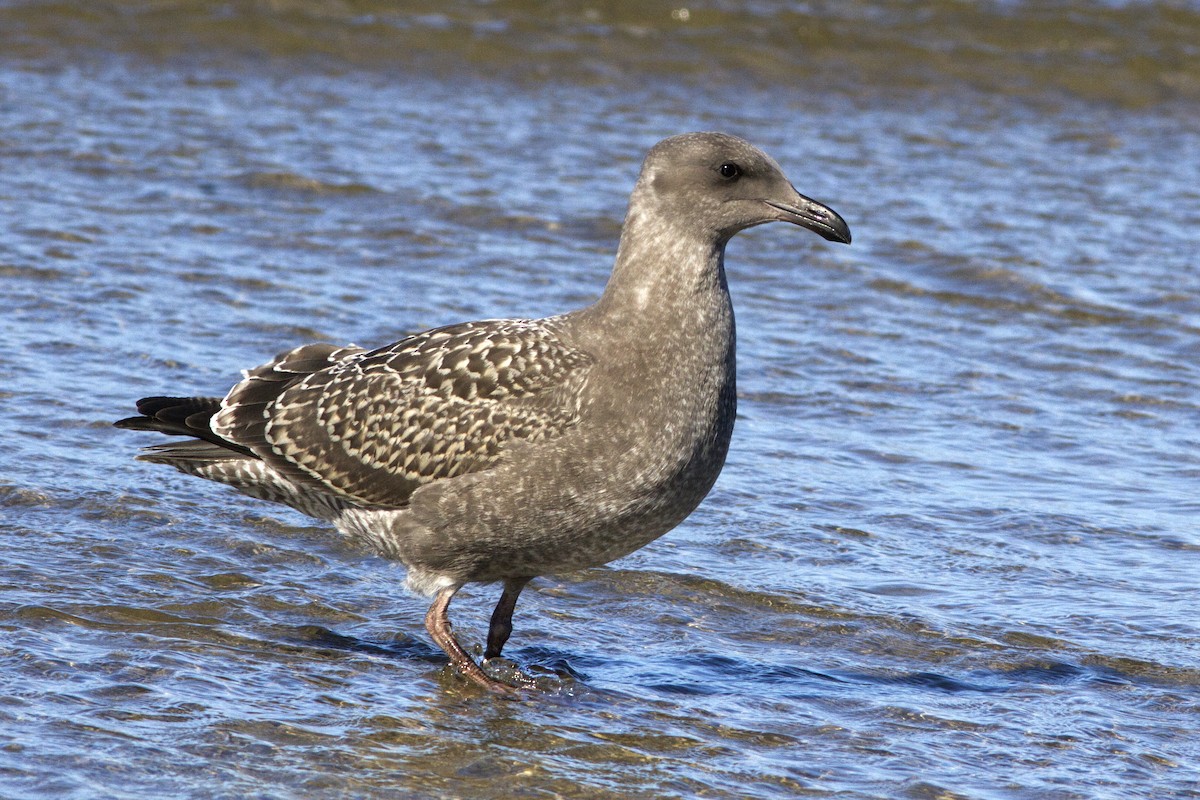 Western Gull - Richard Bunn
