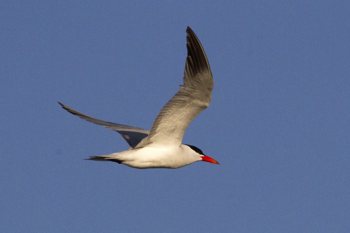 Caspian Tern - ML67551231