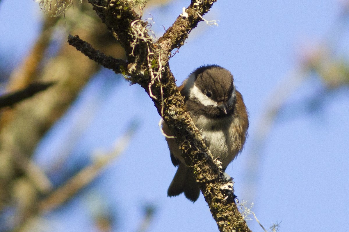 Chestnut-backed Chickadee - ML67552611