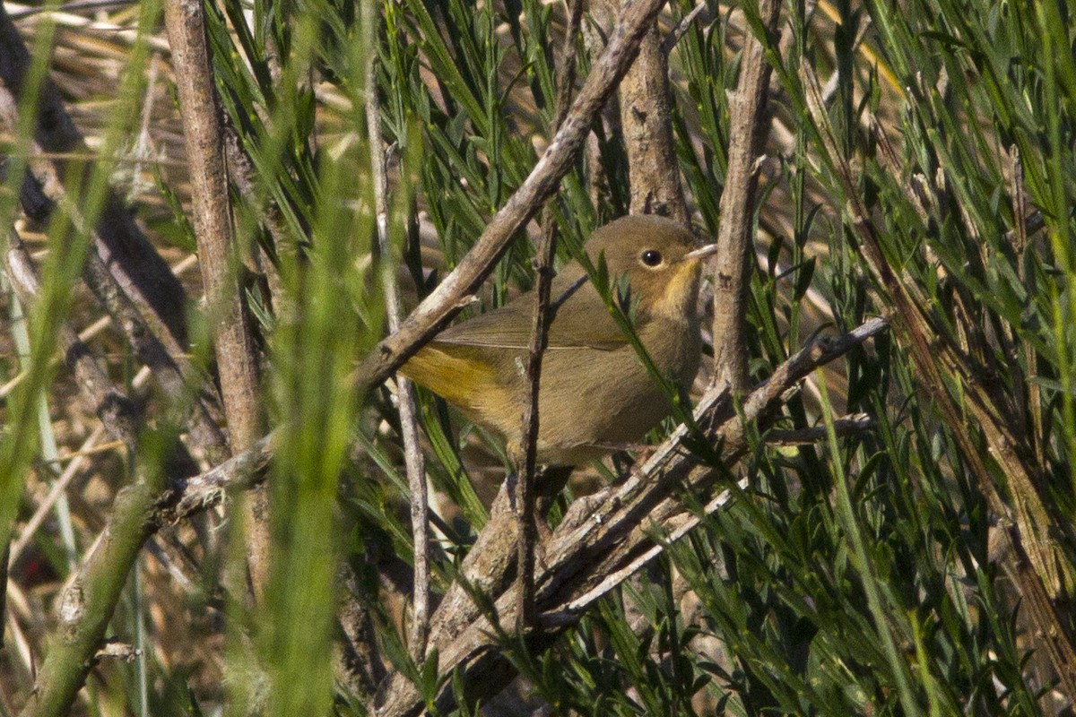 Common Yellowthroat - ML67552641