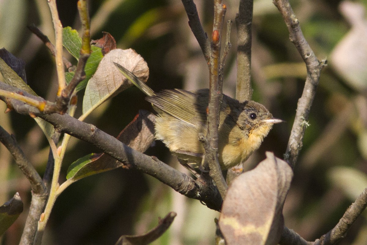 Common Yellowthroat - ML67552661