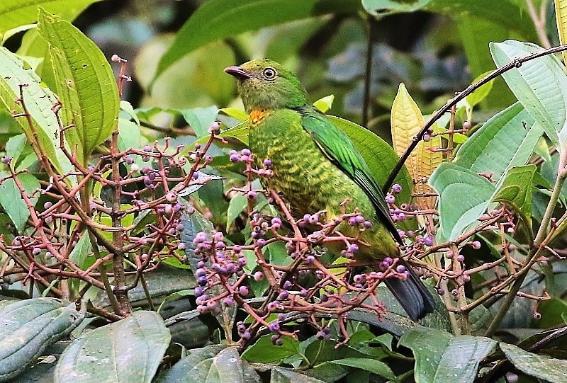 Handsome Fruiteater - ML67554781