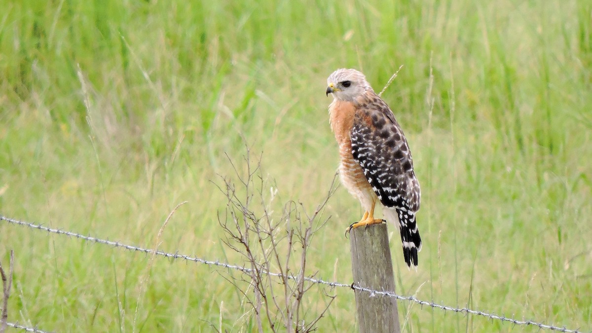 Red-shouldered Hawk - ML67555321