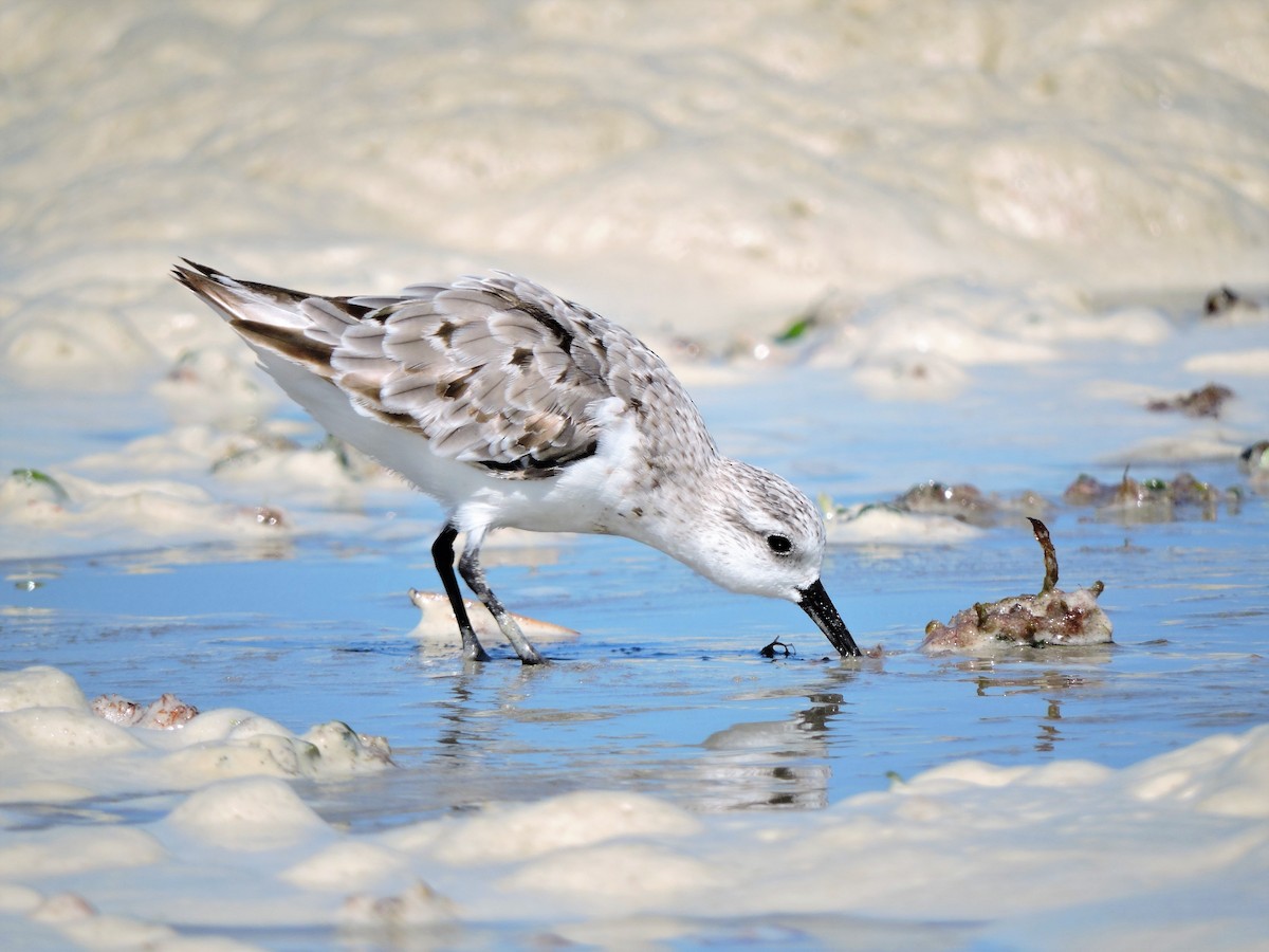 Bécasseau sanderling - ML67556391