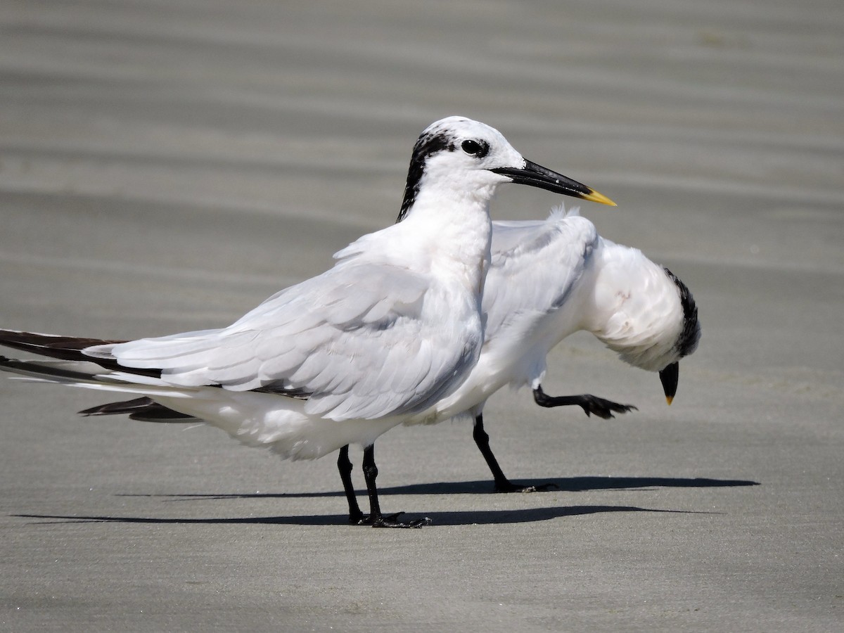 Sandwich Tern - ML67556621