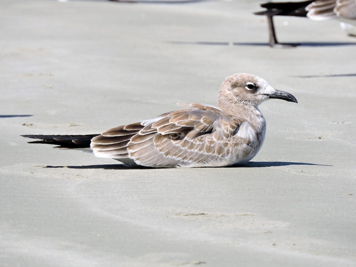 Gaviota Guanaguanare - ML67556741