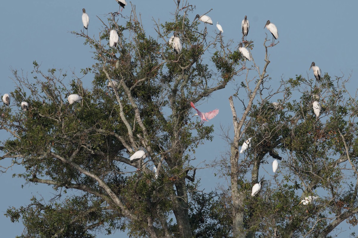 Wood Stork - David Hall