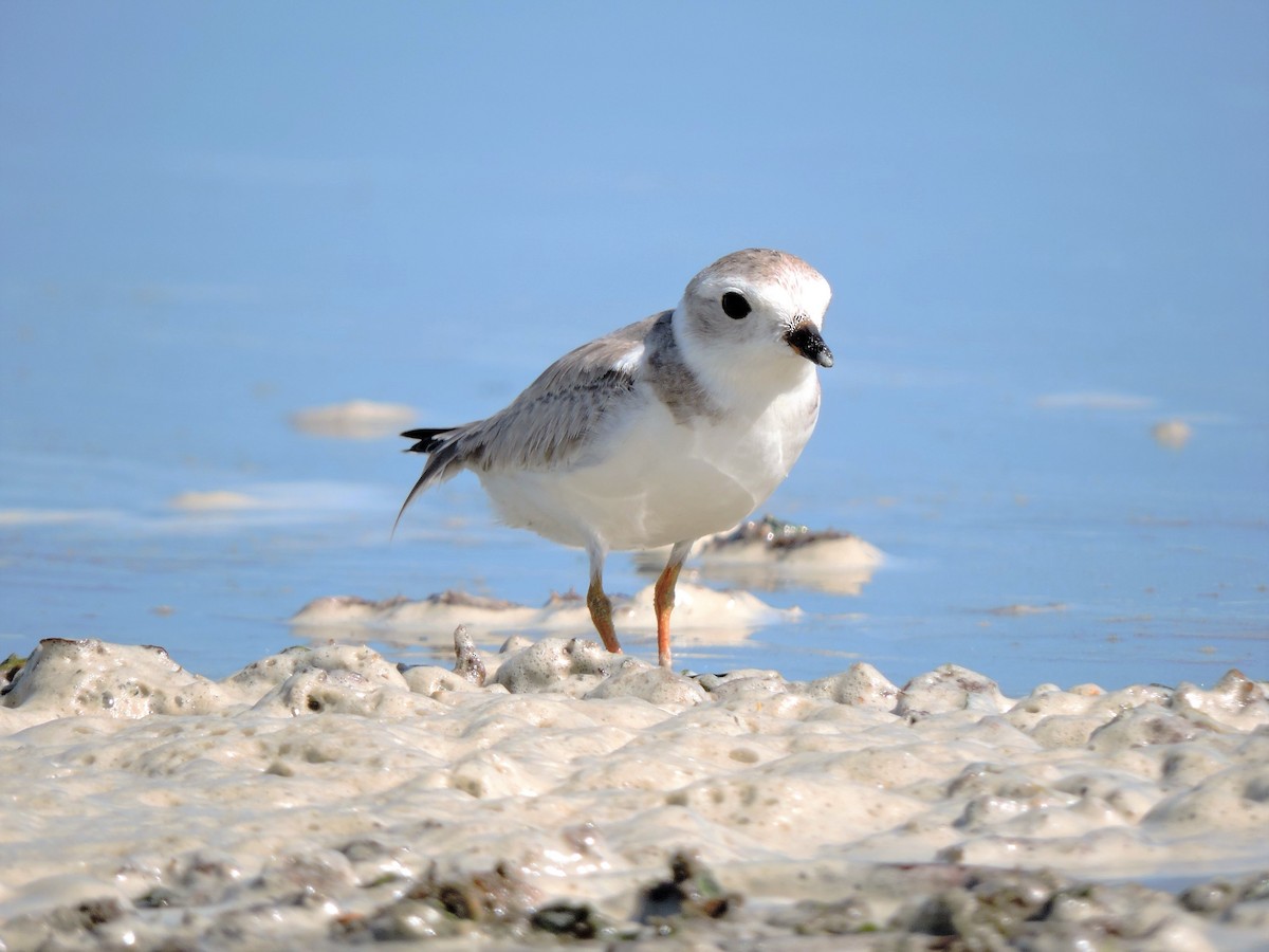 Piping Plover - S. K.  Jones