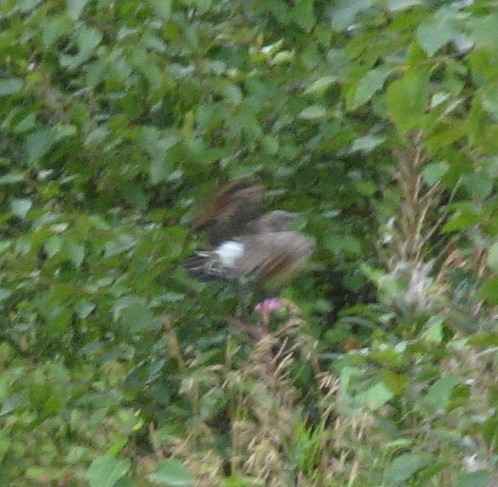 Northern Flicker - ML67558881