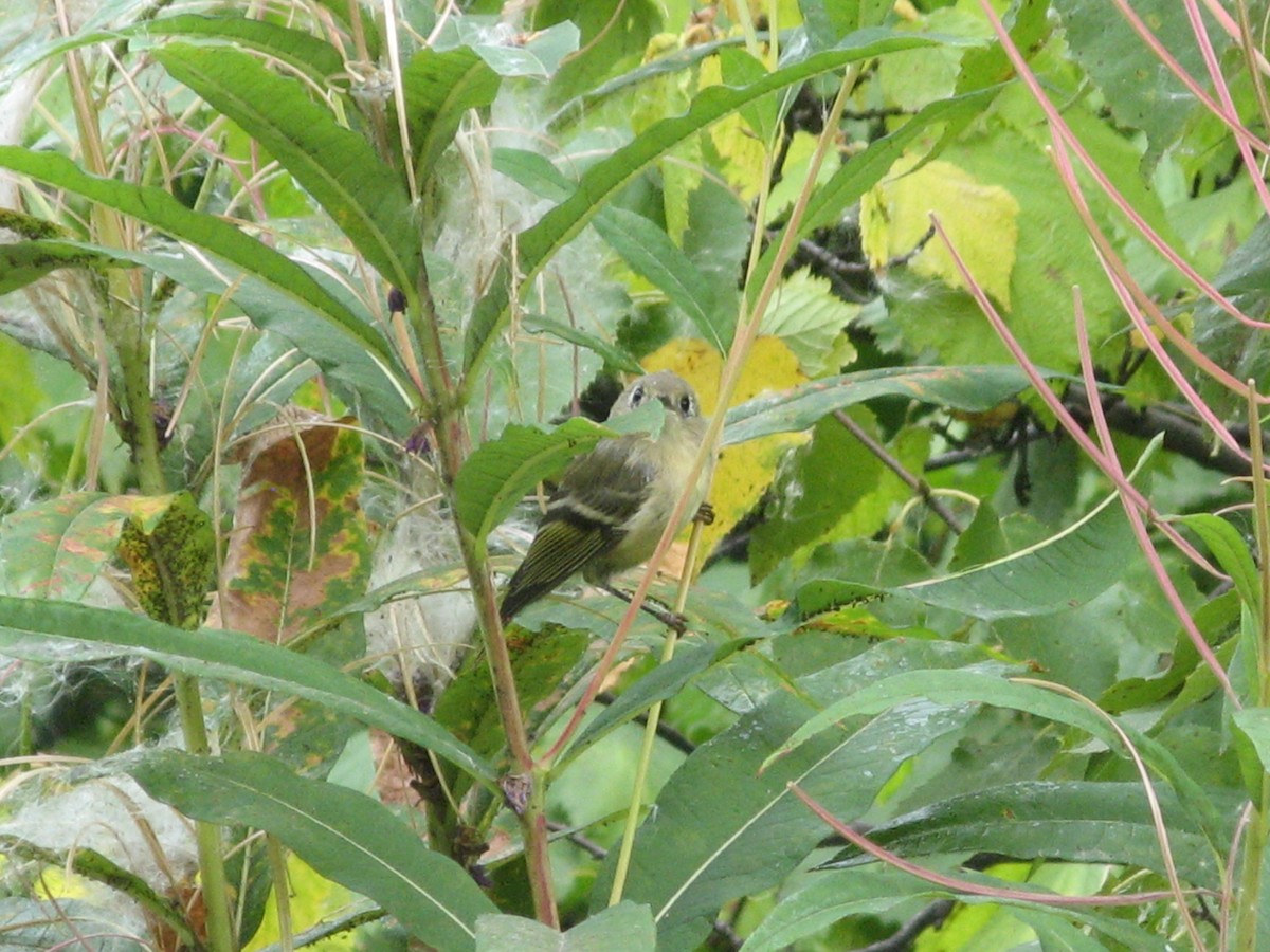 Ruby-crowned Kinglet - ML67558901