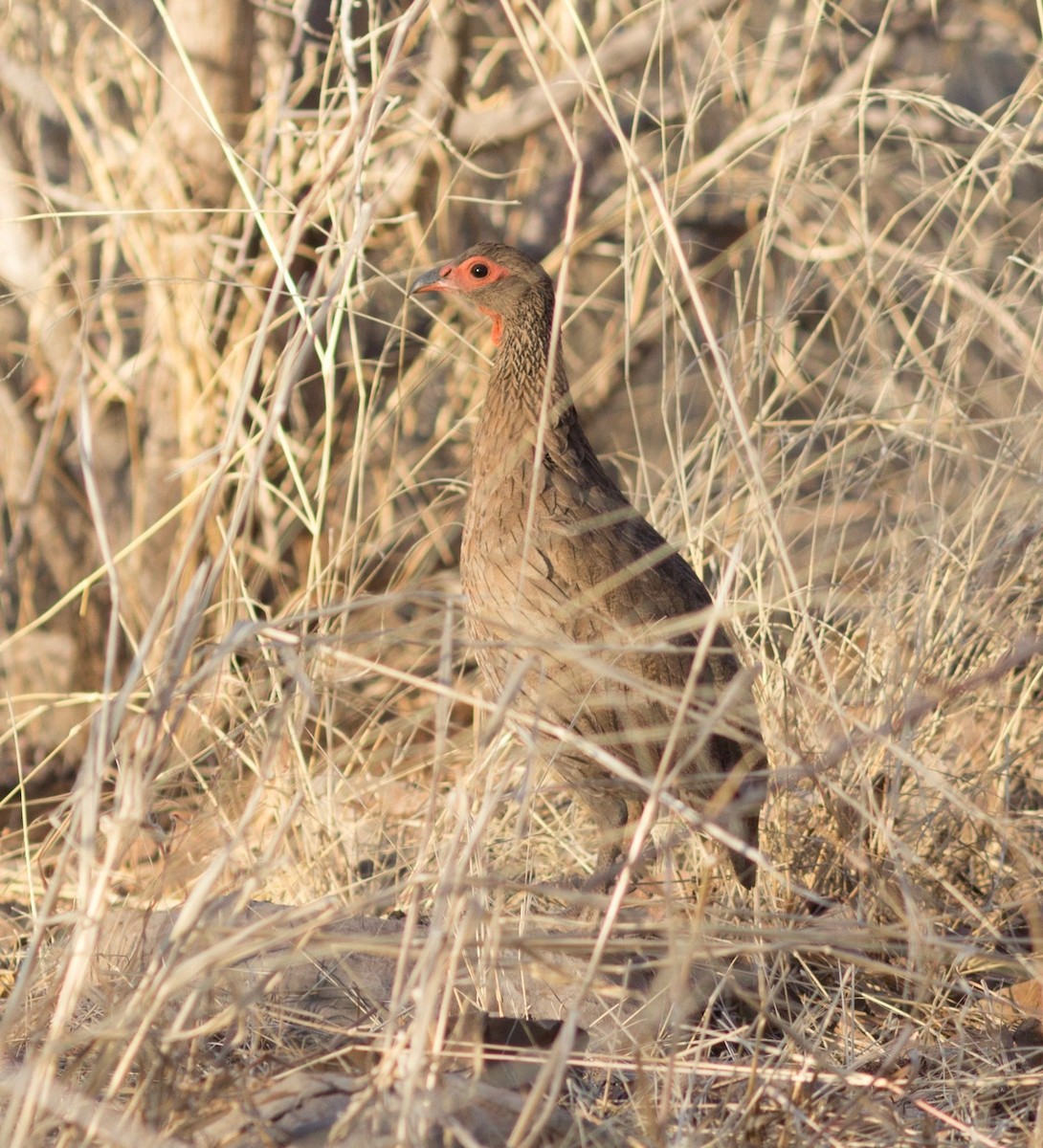 Swainson's Spurfowl - Richard and Margaret Alcorn