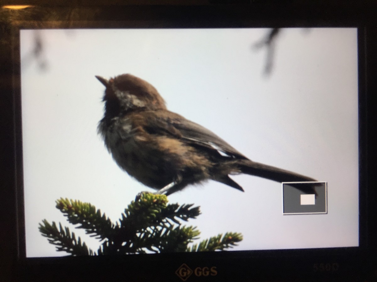 Boreal Chickadee - ML67564711