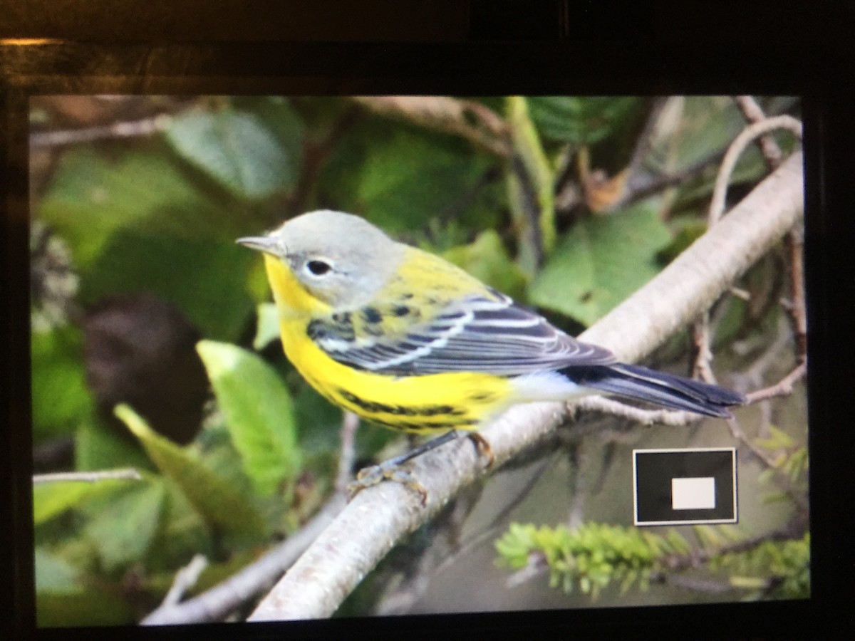 Magnolia Warbler - Graham Williams