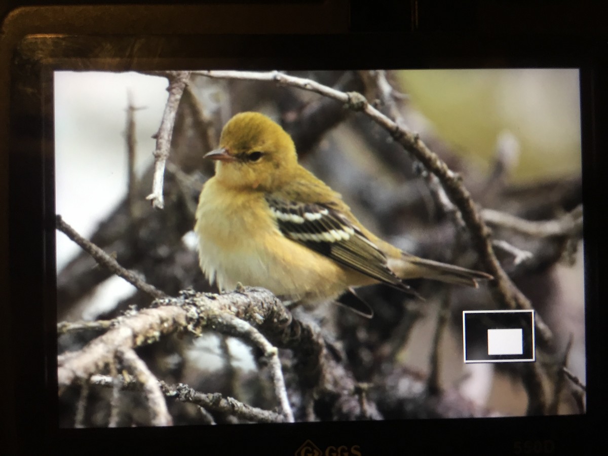 Bay-breasted Warbler - ML67564931