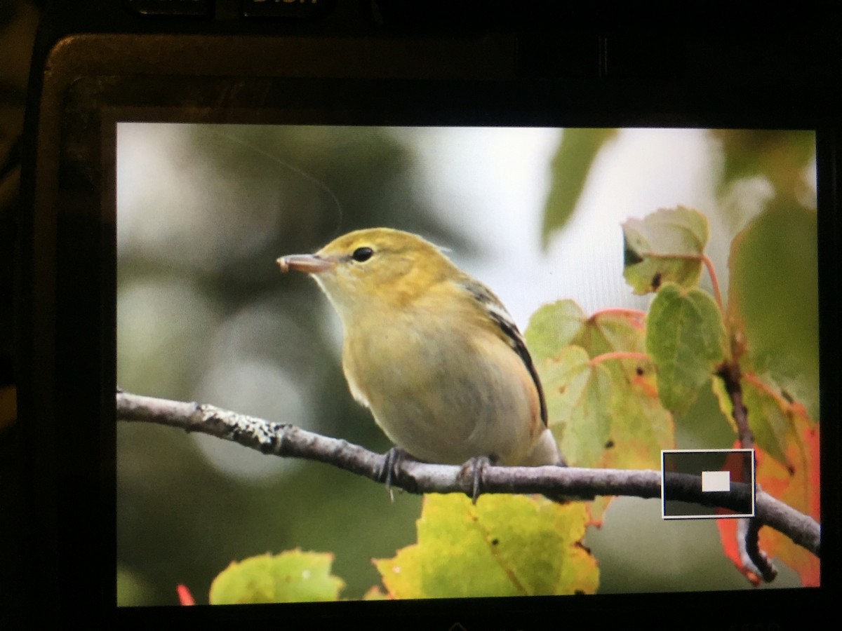 Bay-breasted Warbler - ML67564951