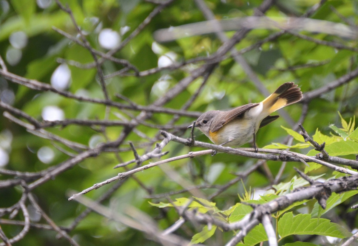 American Redstart - ML67566031