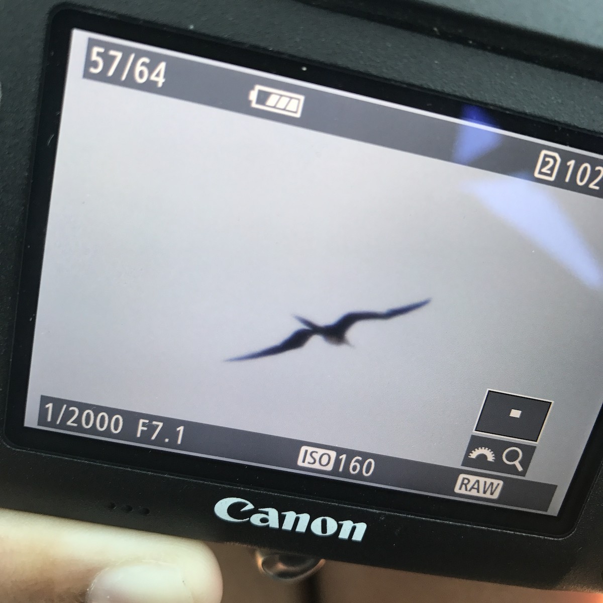 Magnificent Frigatebird - ML67567041