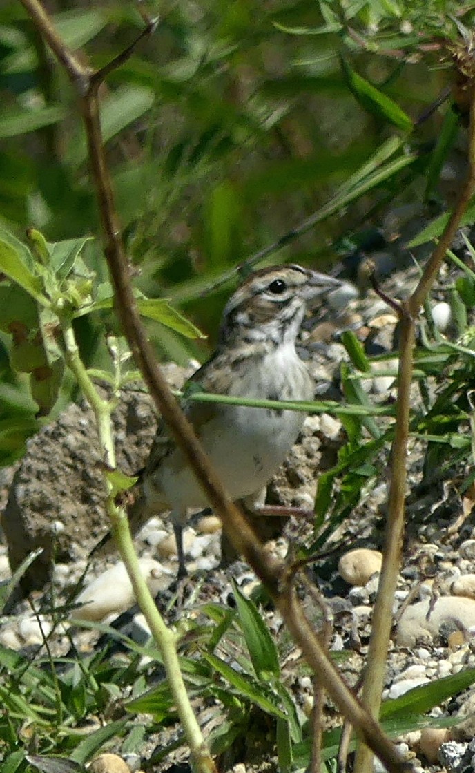 Chingolo Arlequín - ML67567221