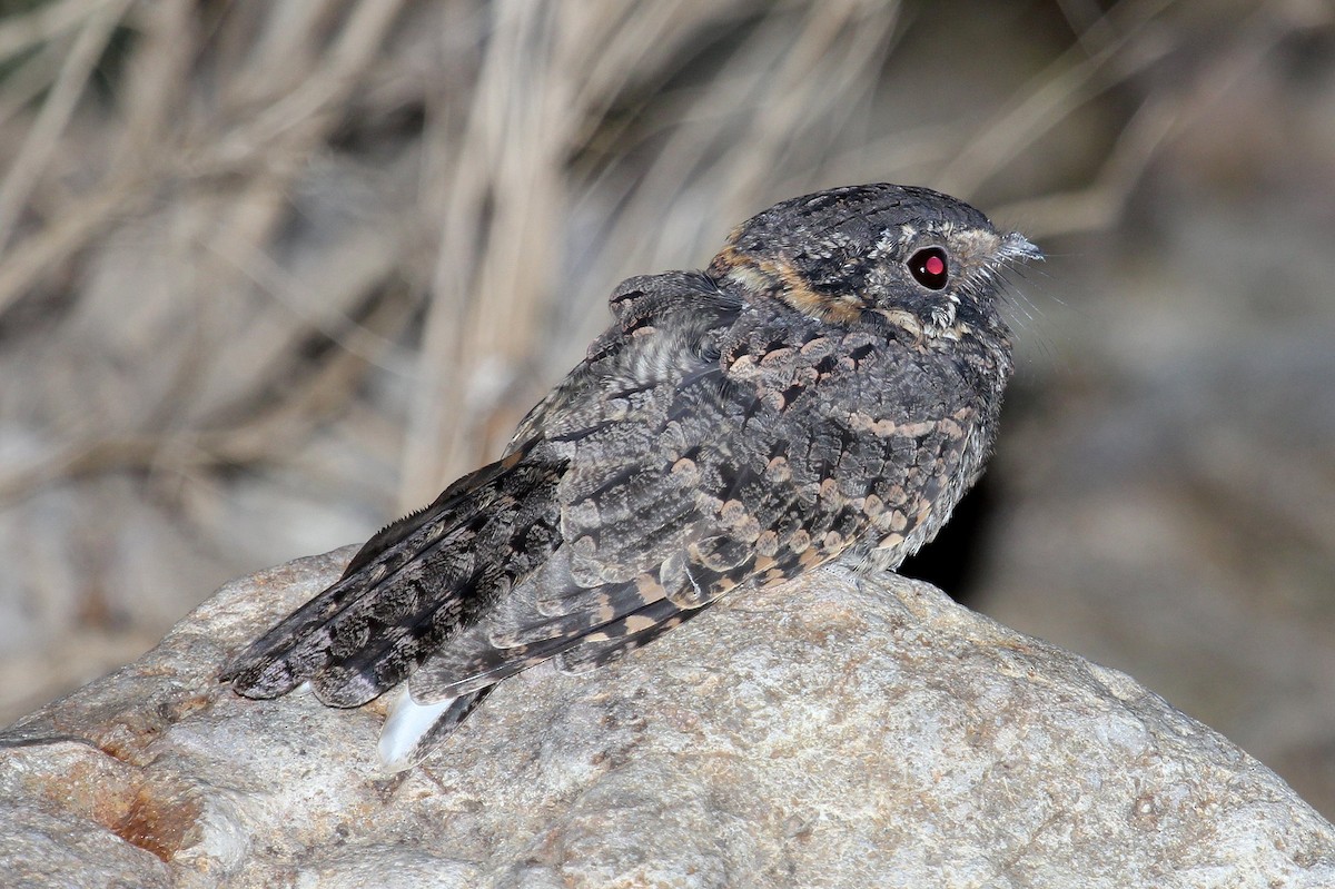 Buff-collared Nightjar - Andrew Core