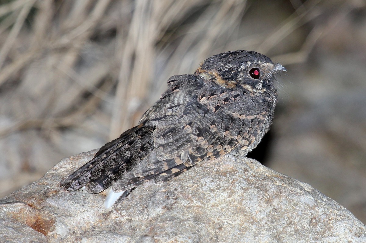 Buff-collared Nightjar - ML67568701