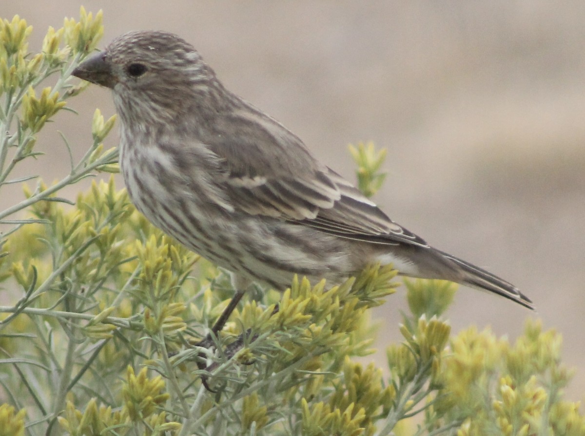 House Finch - ML67569121