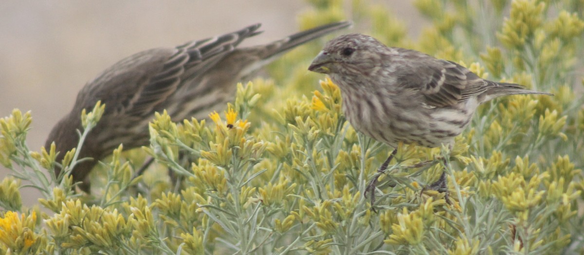 House Finch - ML67569141