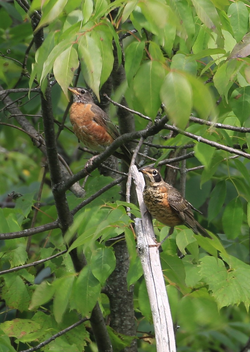 American Robin - ML67569881