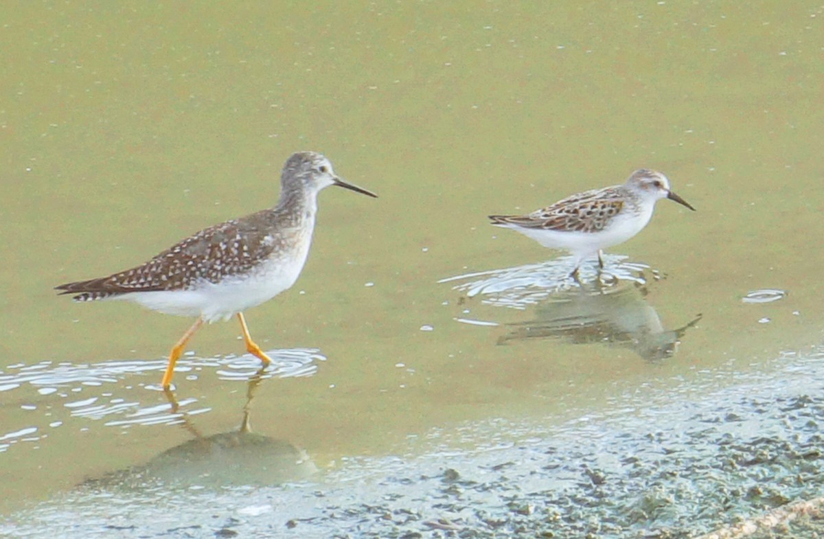 Greater Yellowlegs - ML67570551