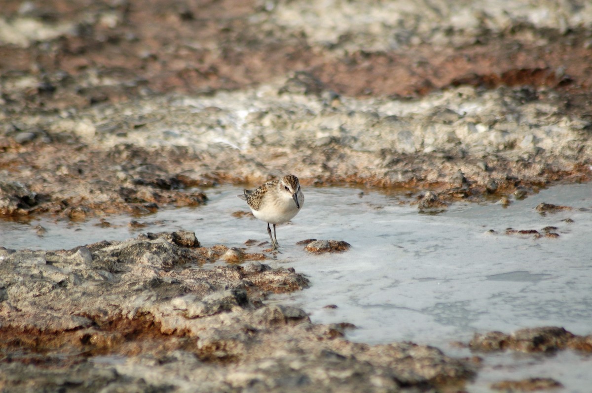 Least Sandpiper - ML67571161