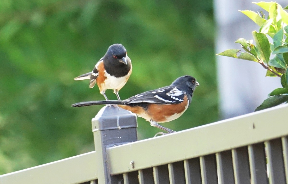 Spotted Towhee - ML67571381