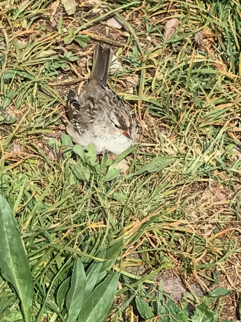 White-crowned Sparrow - ML67578481