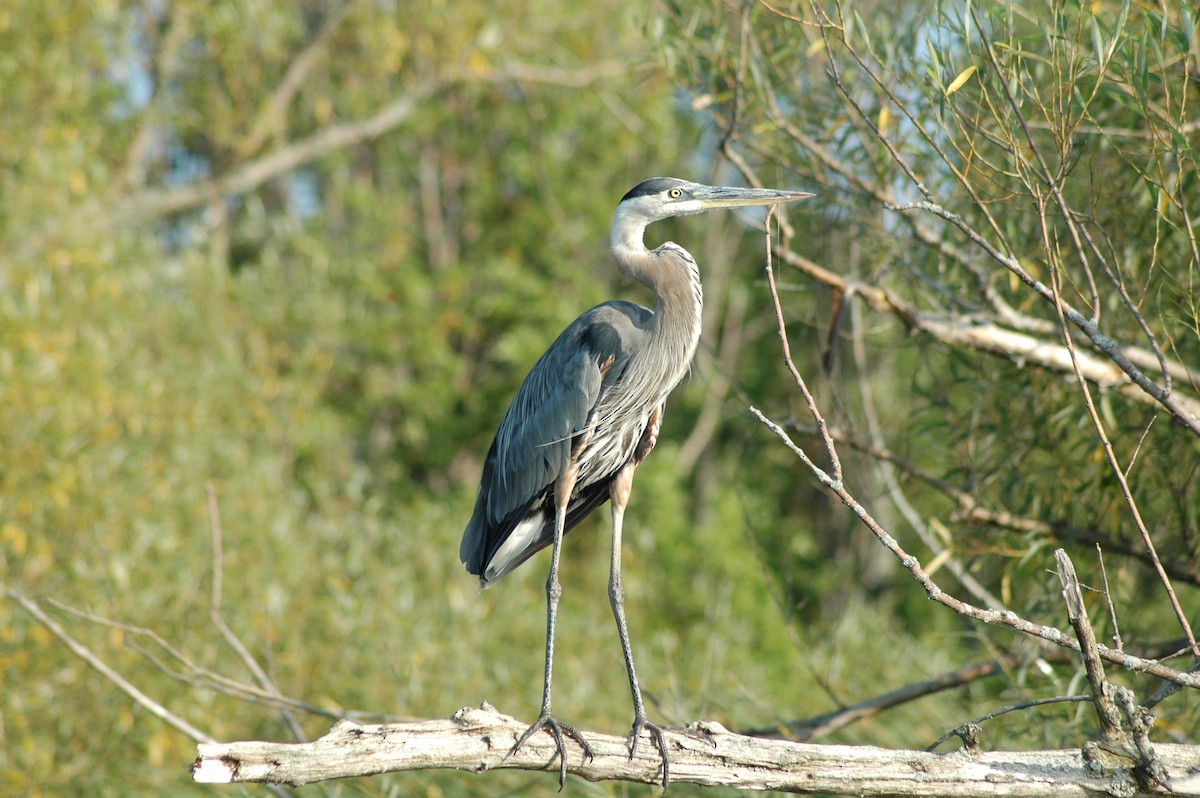 Great Blue Heron (Great Blue) - Robert G. Buckert