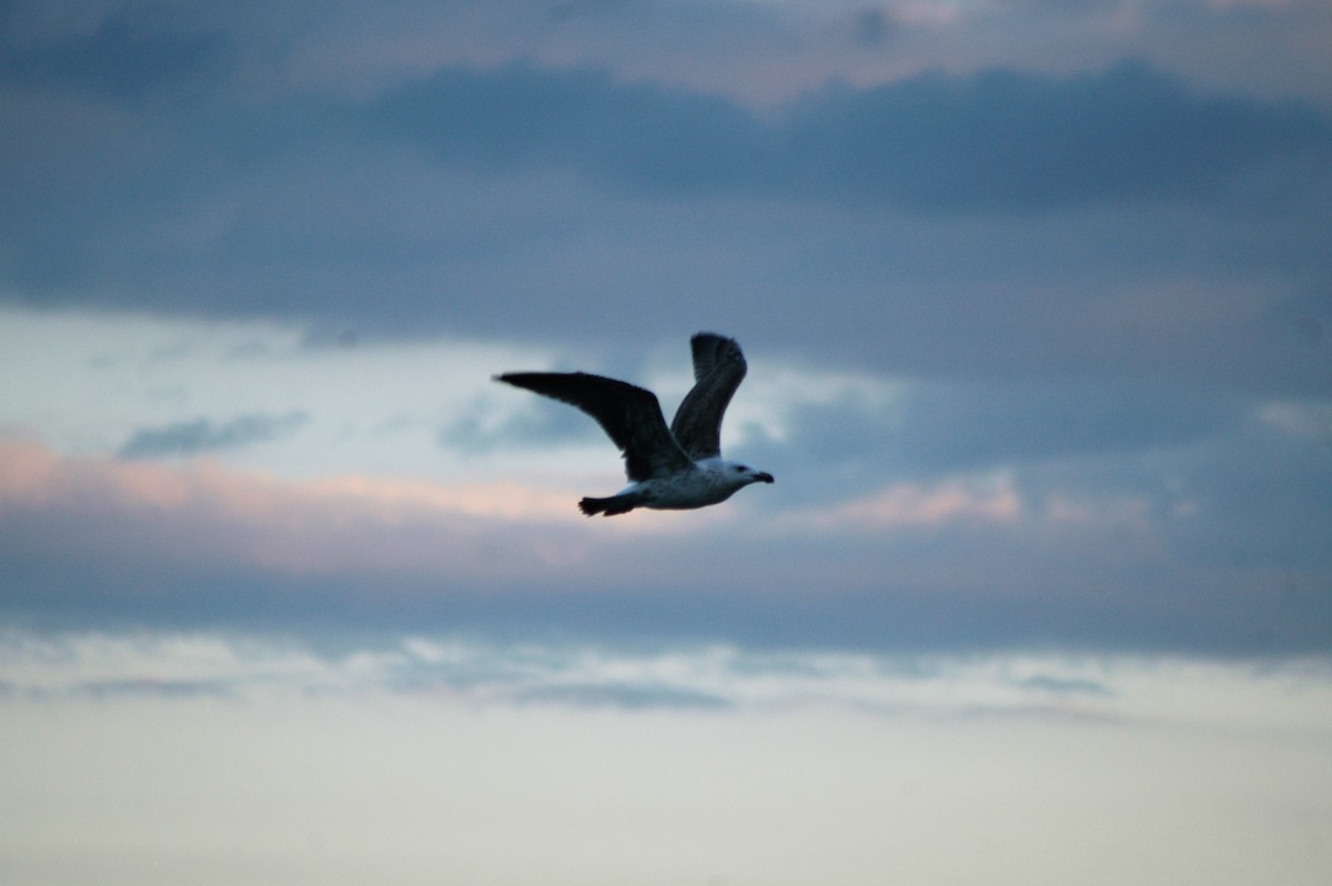 Great Black-backed Gull - ML67580451