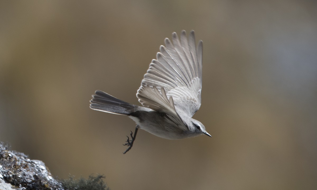 Taczanowski's Ground-Tyrant - Brian Sullivan