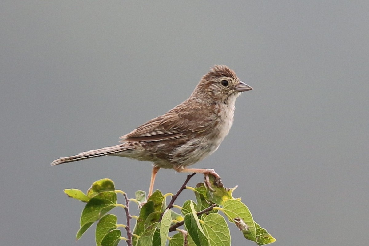 Cassin's Sparrow - Bob Friedrichs