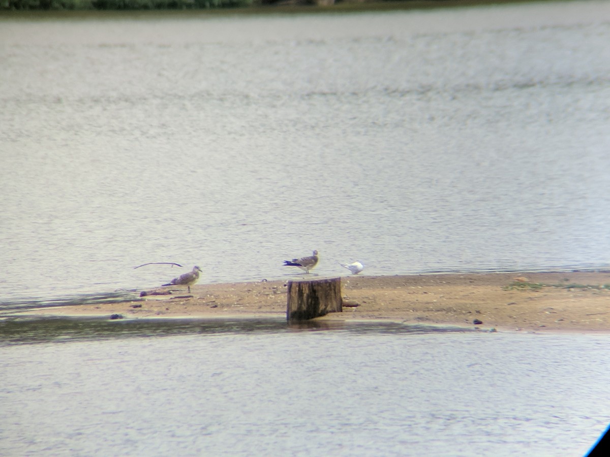 Laughing Gull - ML67581391