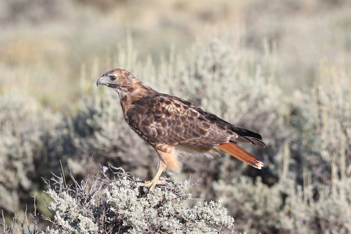 Red-tailed Hawk - ML67581571