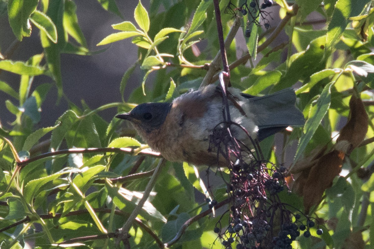 Eastern Bluebird - Bob & Bettina Arrigoni