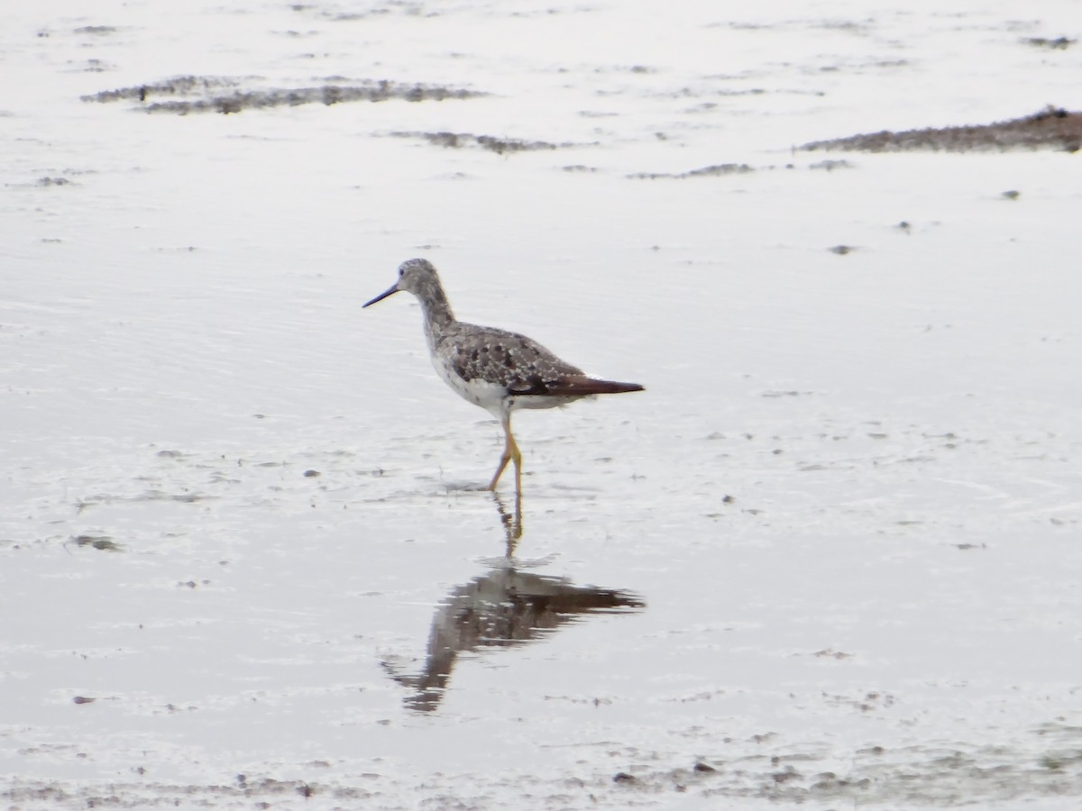 Greater Yellowlegs - Kiandra Mitchell