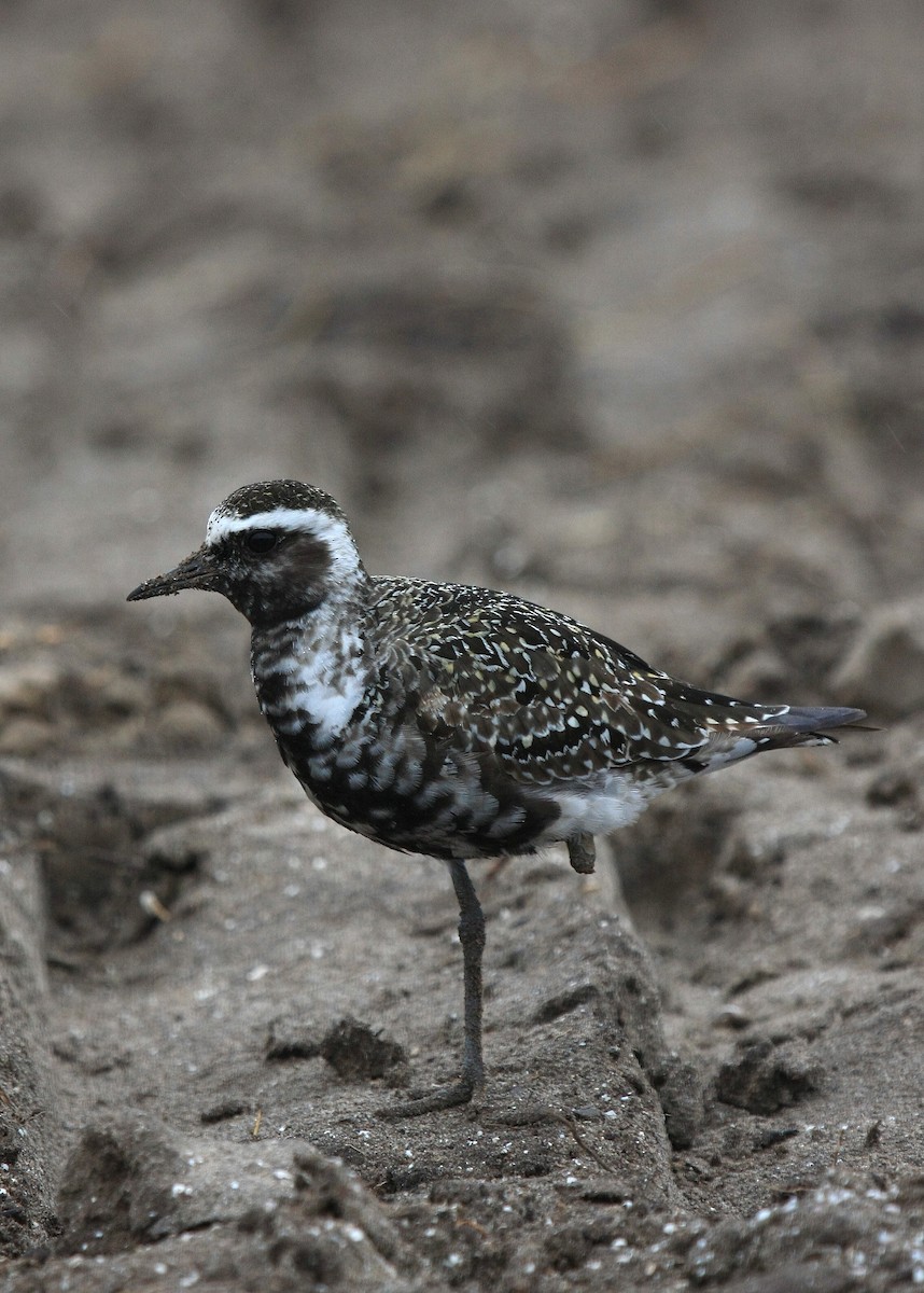 American Golden-Plover - ML67582451